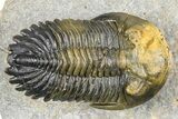 Flying Hollardops Trilobite With Gerastos - Multi-Toned Shell #384186-3